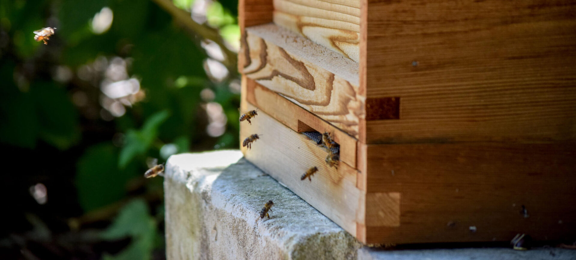 Bees